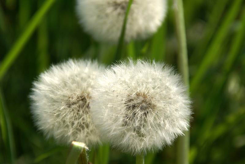 Unser Orchideenpark Bild Nr.066